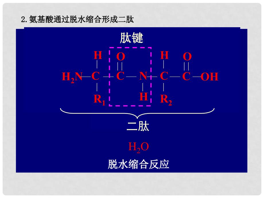 高中生物 1.2.2细胞中的生物大分子(二)课件 苏教版必修1_第4页