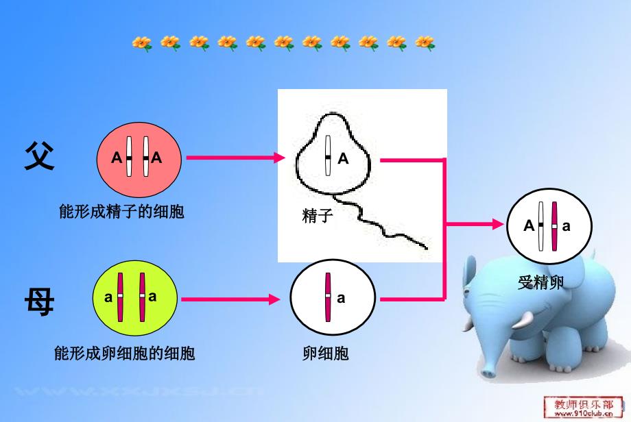 基因的显性和隐性生物课件1_第4页