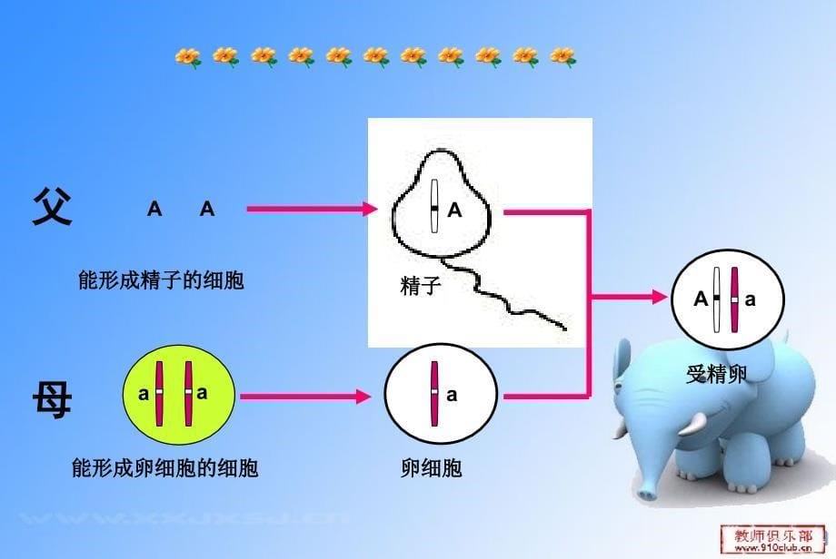 基因的显性和隐性生物课件1_第5页