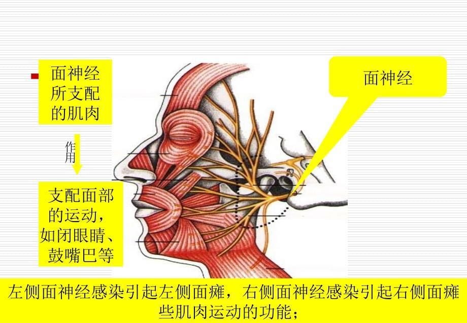 面瘫病人的康复指导_第5页