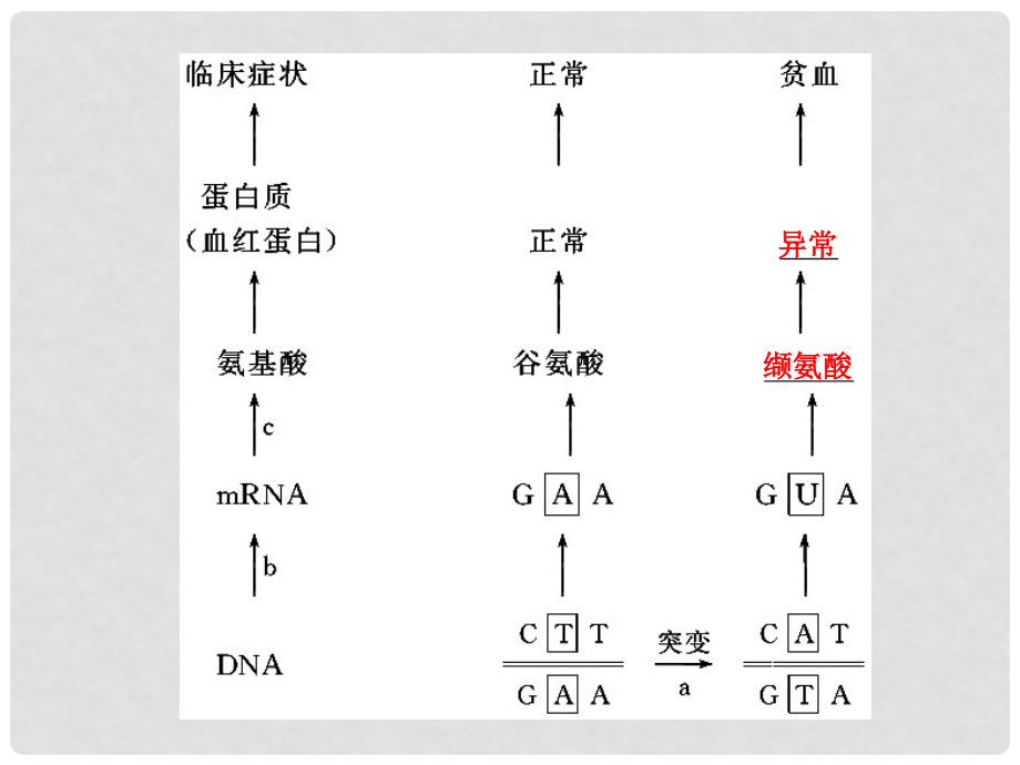 江苏省赣榆县海头高级中学高一生物《基因突变》课件_第2页