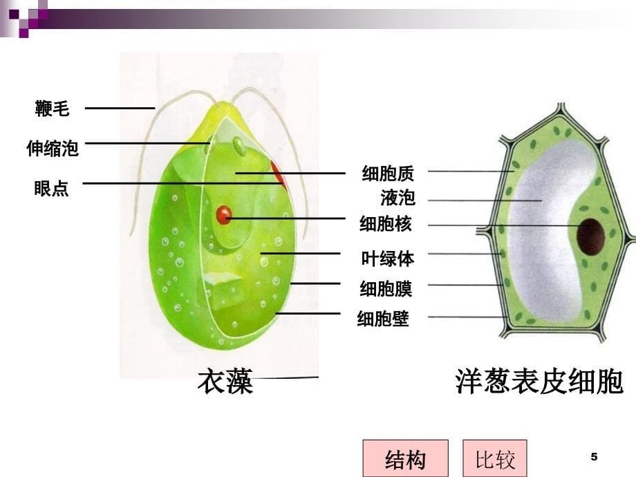 显微镜下的各种生物_第5页