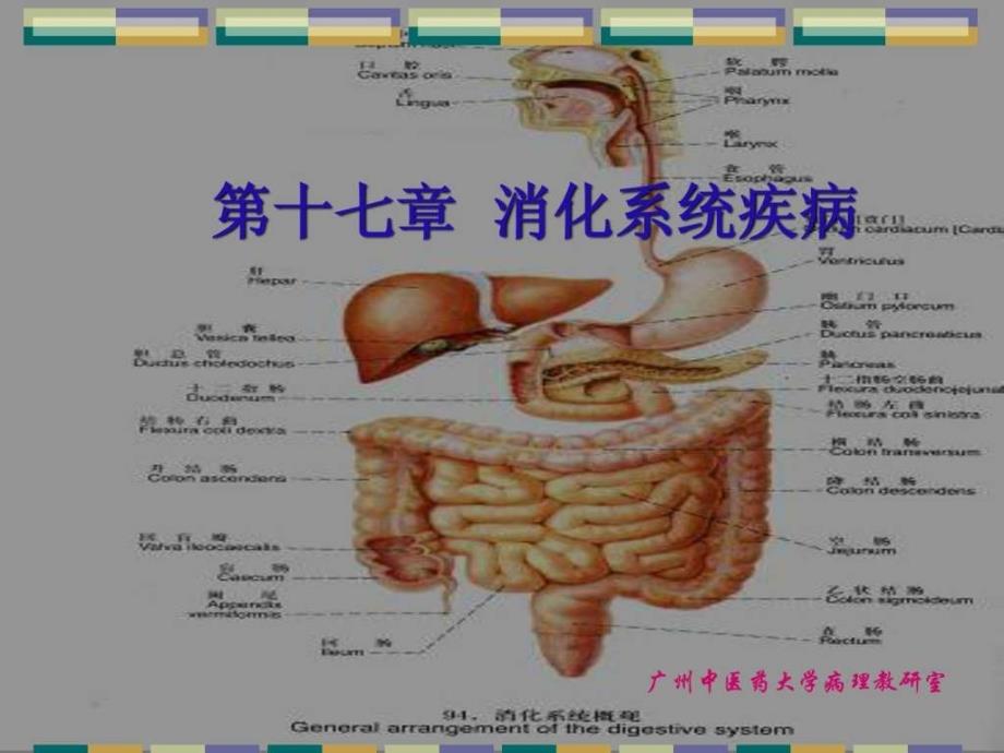 消化系统常见疾病PPT_第1页