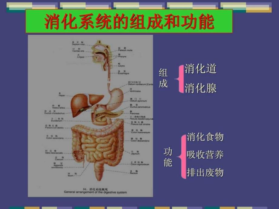 消化系统常见疾病PPT_第2页