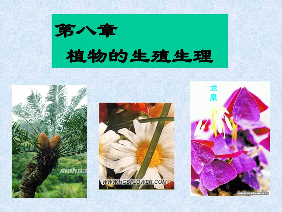 植物生理学之成花_第2页