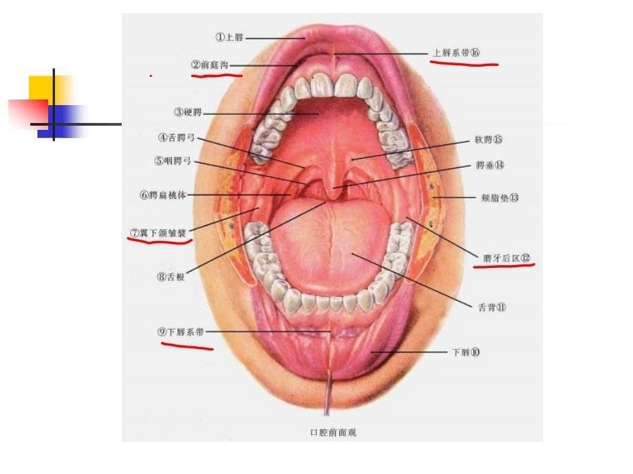 口腔基本结构_第5页