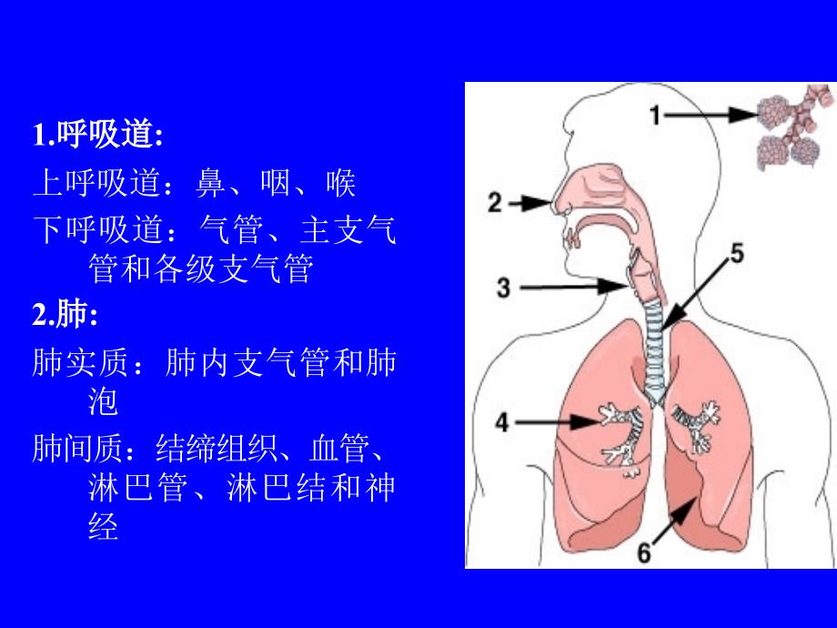 系统解剖学：03、呼吸系统_第2页