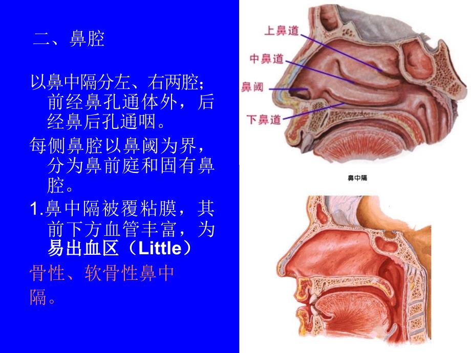 系统解剖学：03、呼吸系统_第4页