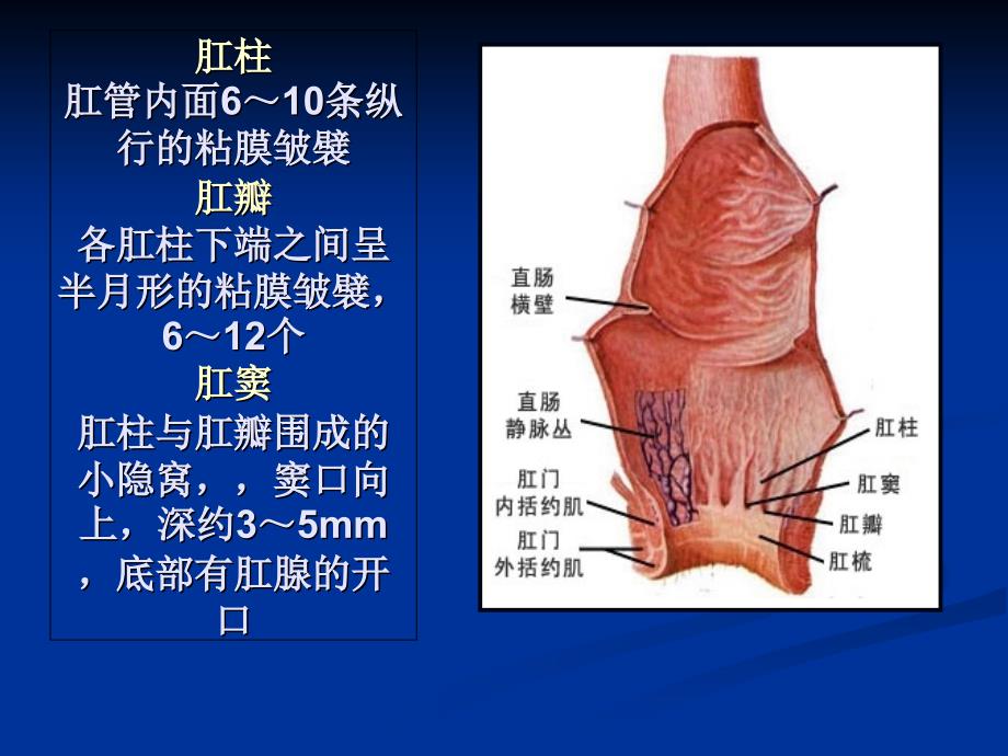 混合痔PPH与TST术试的比较_第4页