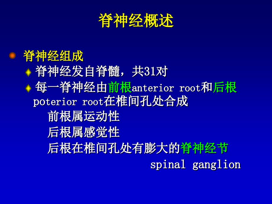 脊神经解剖课件.ppt_第3页