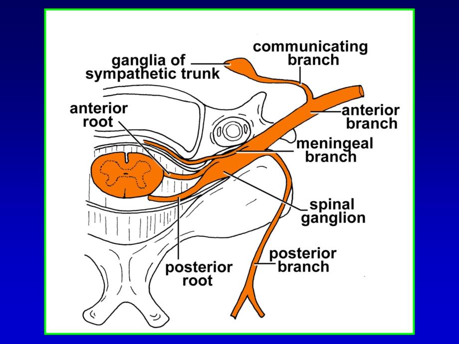 脊神经解剖课件.ppt_第4页