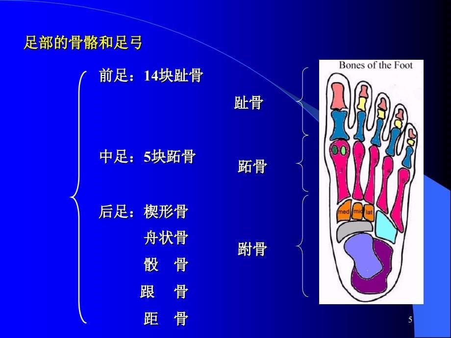 足部知识讲座PPT_第5页