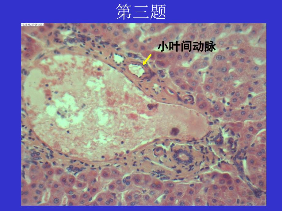 组织学实验考试b-1_第4页