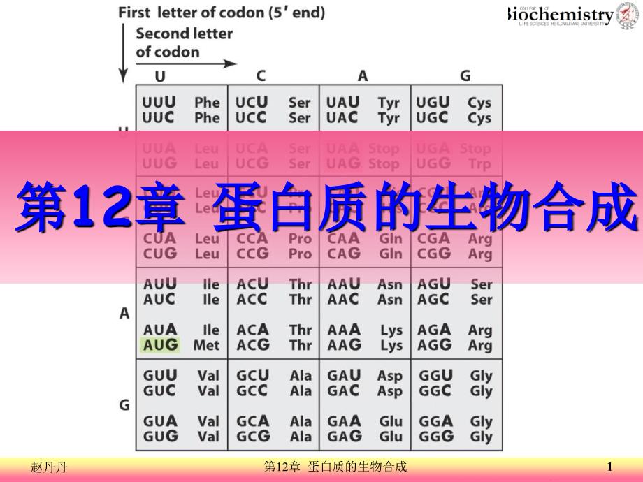 12蛋白质的生物合成_第1页