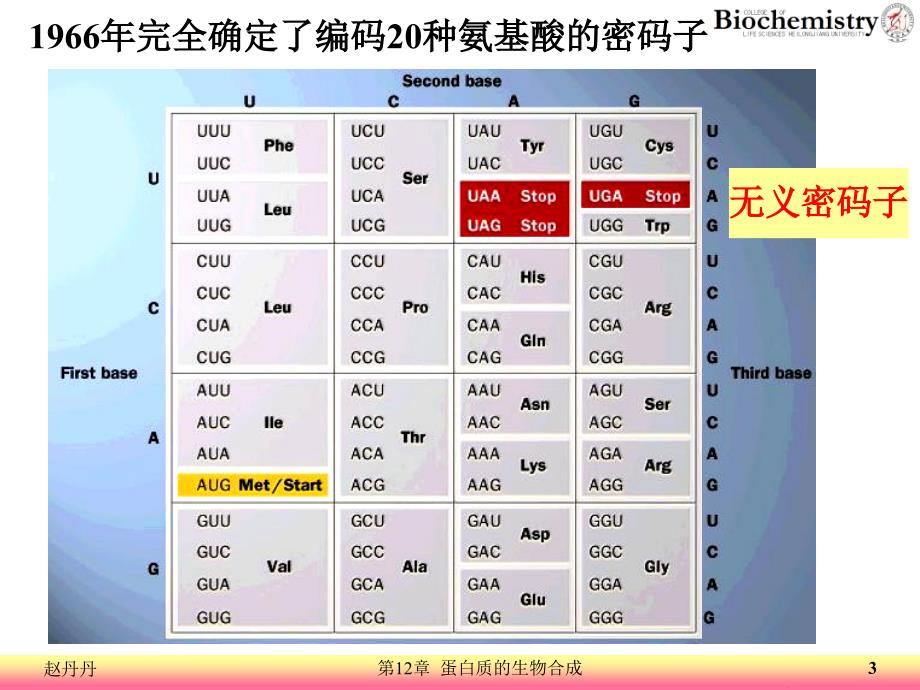 12蛋白质的生物合成_第3页