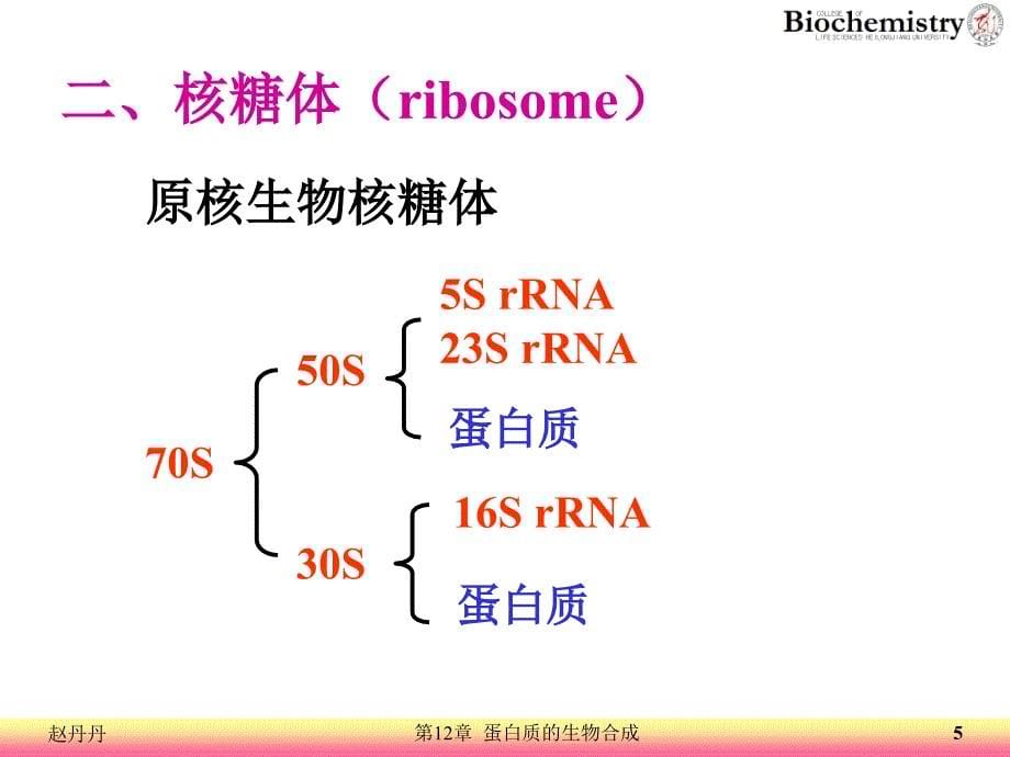 12蛋白质的生物合成_第5页