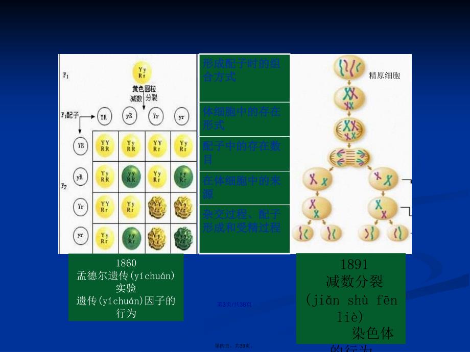 吉安市优质课一等奖基因在染色体上学习教案_第4页