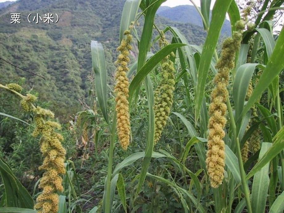 调查周边环境的生物_第2页