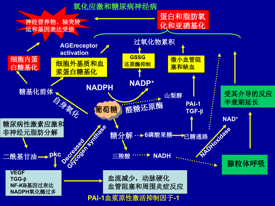 糖尿病神经病蒋雨平_第3页