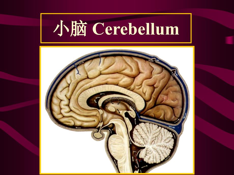 解剖学课件：V小脑和间脑_第1页