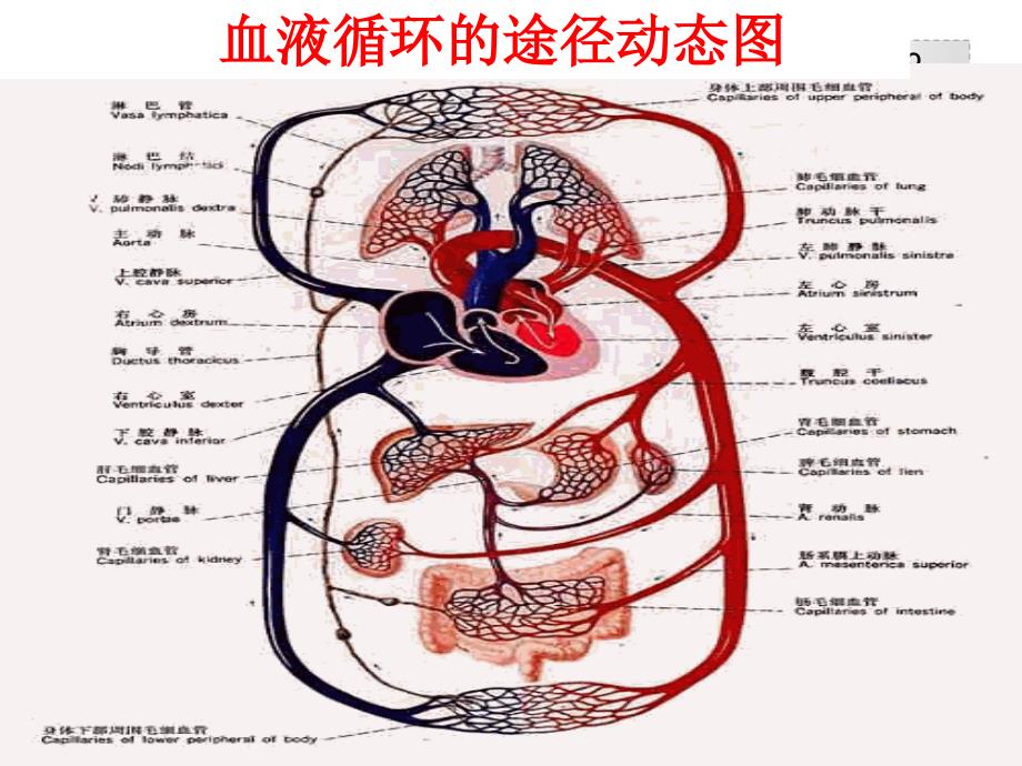 人教版生物七年级下册第四章第三节输送血液的泵——心脏共17张PPT_第3页