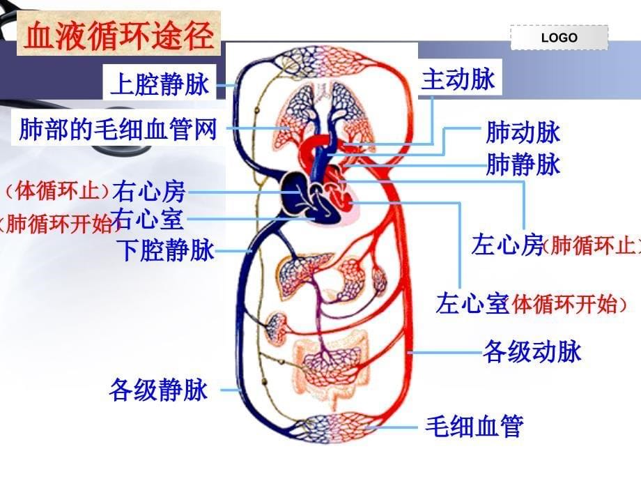 人教版生物七年级下册第四章第三节输送血液的泵——心脏共17张PPT_第5页