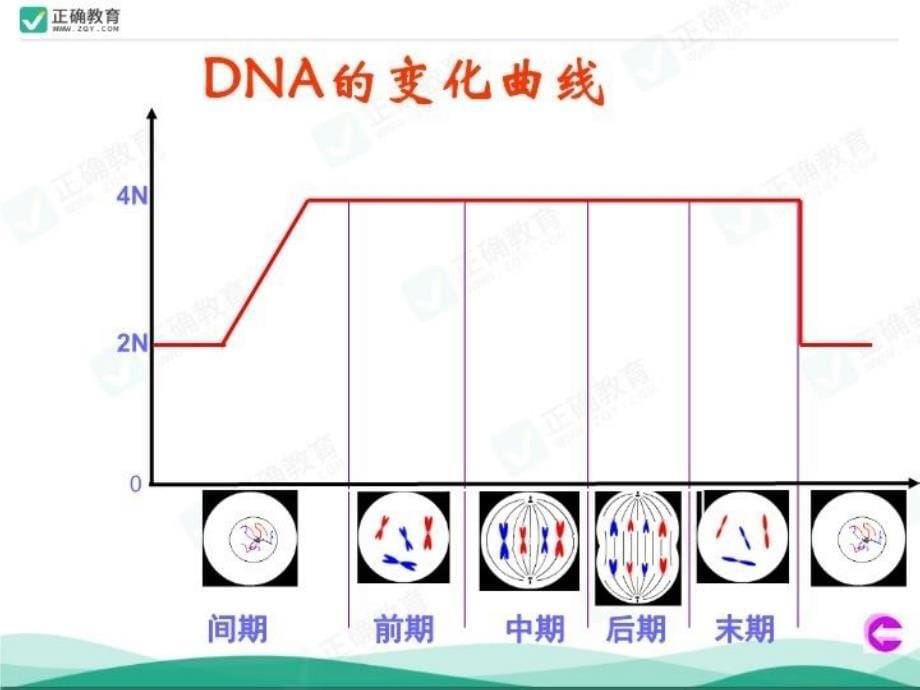 专题612细胞的增殖_第5页