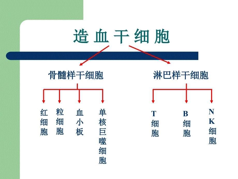 七科联考免疫学医学免学免疫细胞_第5页