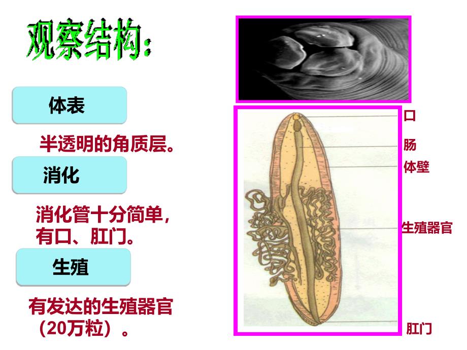 线形动物和环节动物_第4页