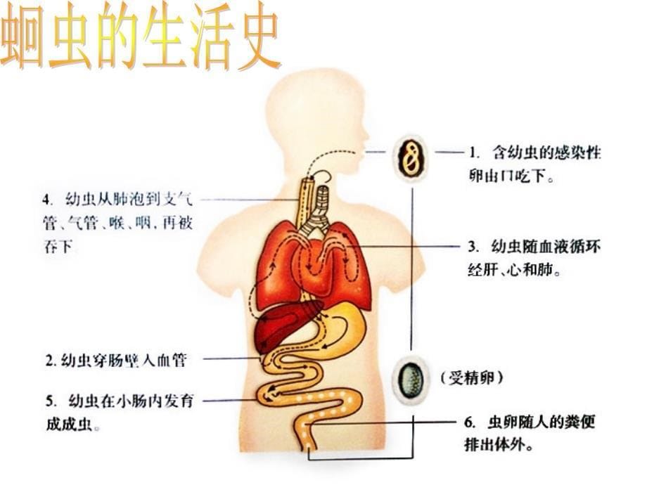 线形动物和环节动物_第5页