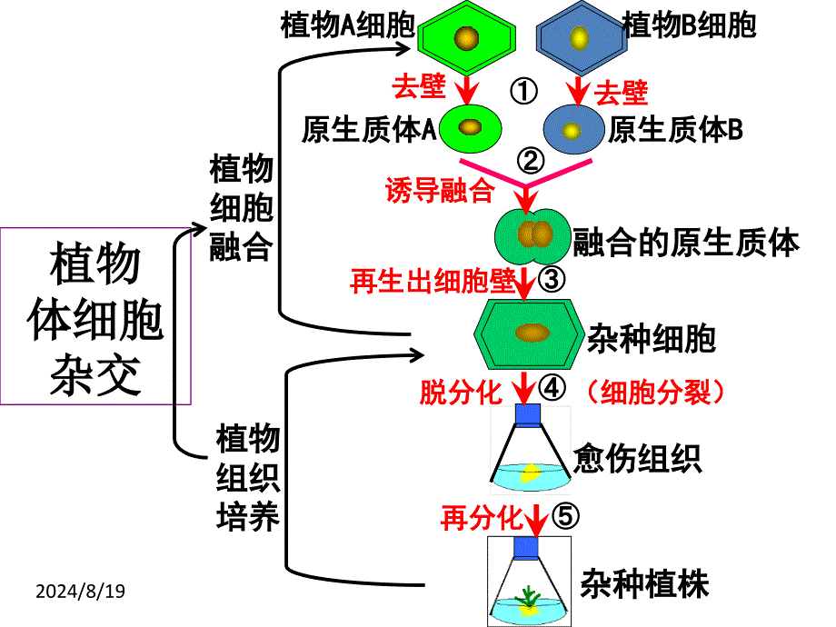 最新212植物细胞工程的实际应用上课用PPT文档_第1页