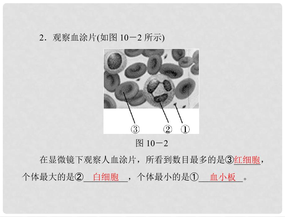 中考生物复习 第十章 实验课件 新人教版_第4页