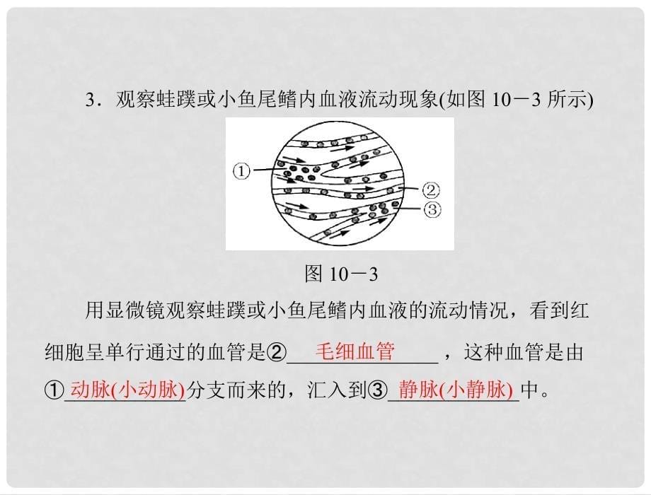 中考生物复习 第十章 实验课件 新人教版_第5页