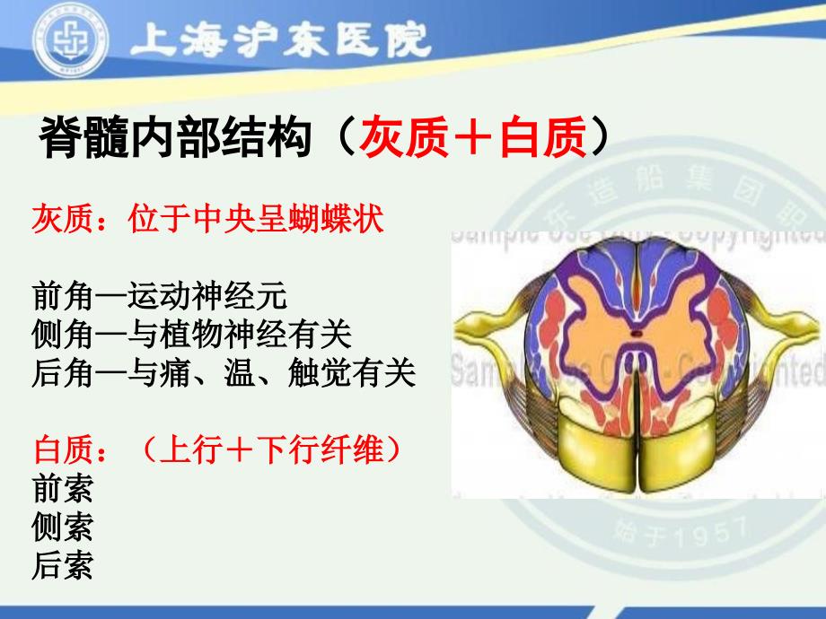 脊髓损伤康复_第2页