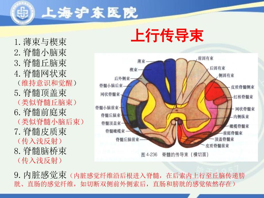 脊髓损伤康复_第3页