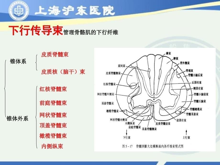 脊髓损伤康复_第5页