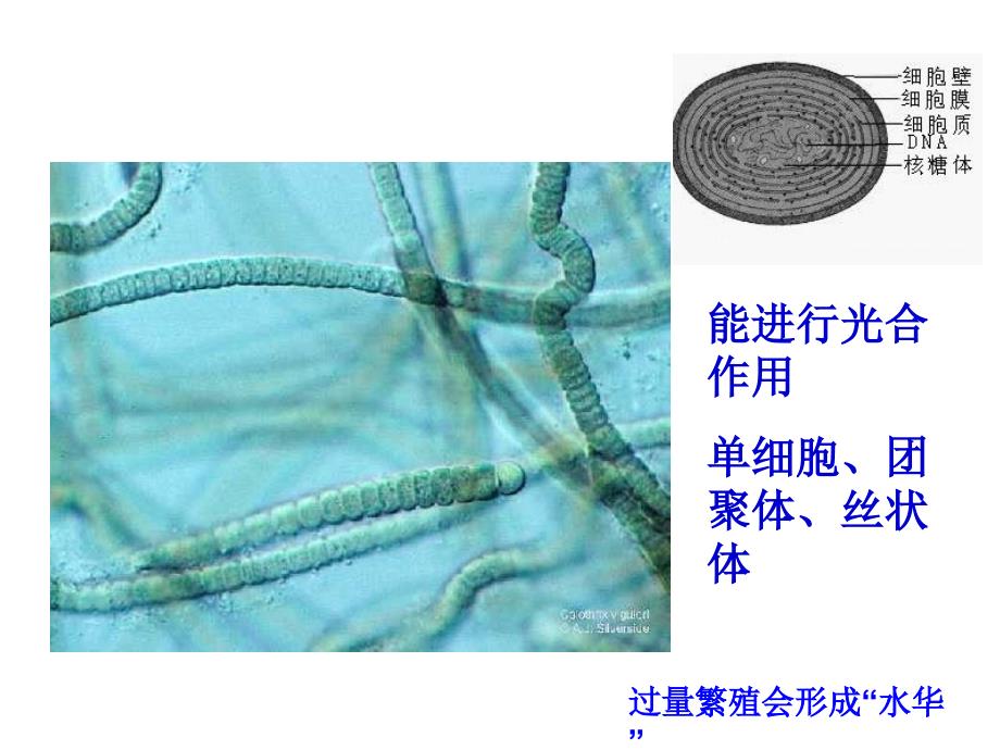 普通生物学第十章植物的类群一_第2页