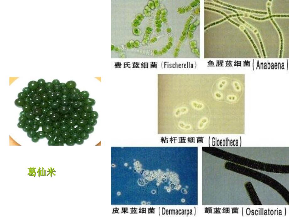 普通生物学第十章植物的类群一_第3页