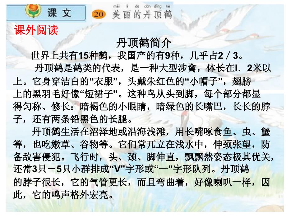 小学语文二年级上册《20美丽的丹顶鹤》课件(苏教版国标本)_第2页