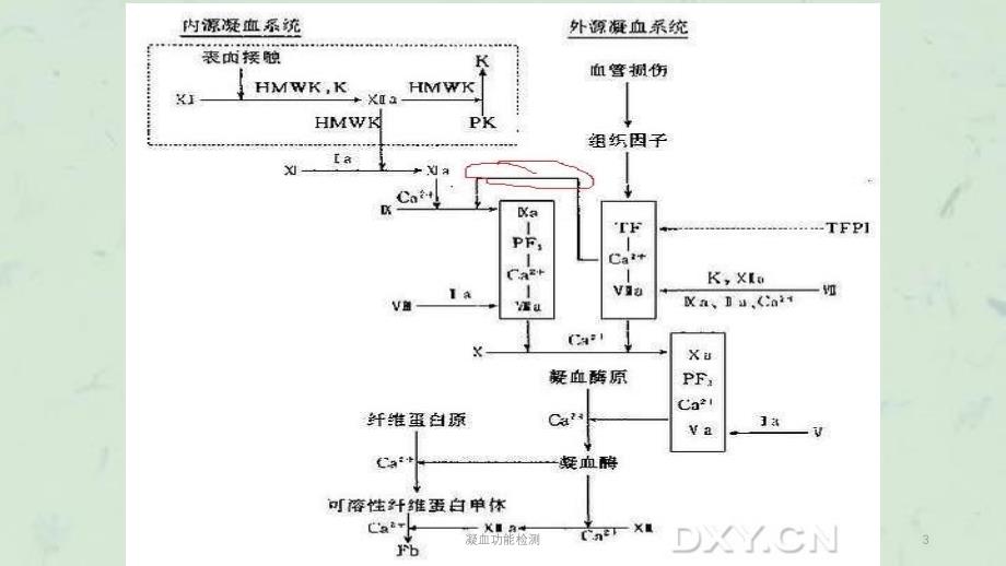 凝血功能检测课件_第3页