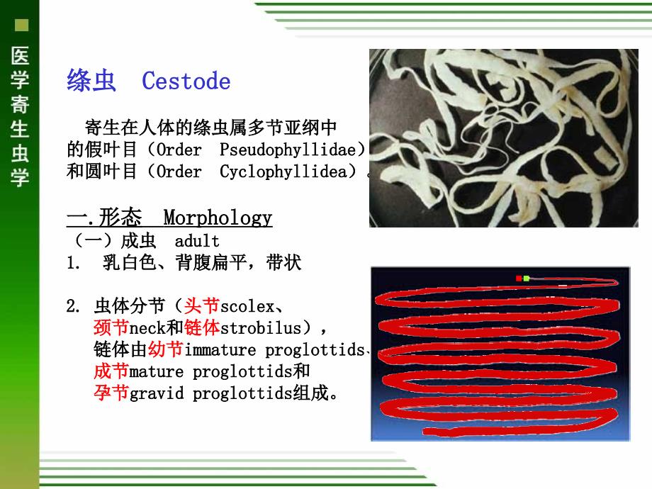 医学寄生虫学：概论、猪带绦虫、牛带绦虫、曼氏、狗绦虫_第2页