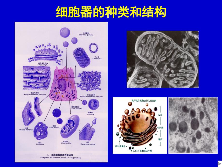 《组织胚胎学》课件-细胞和基本组织(上皮组织)_第3页