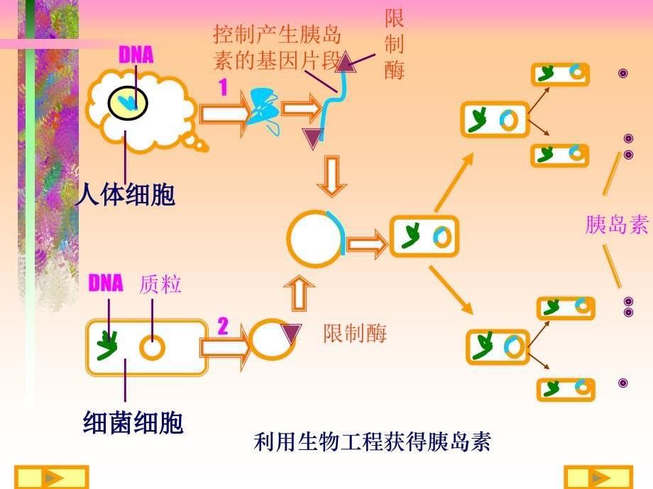 生物工程专题复习_第5页