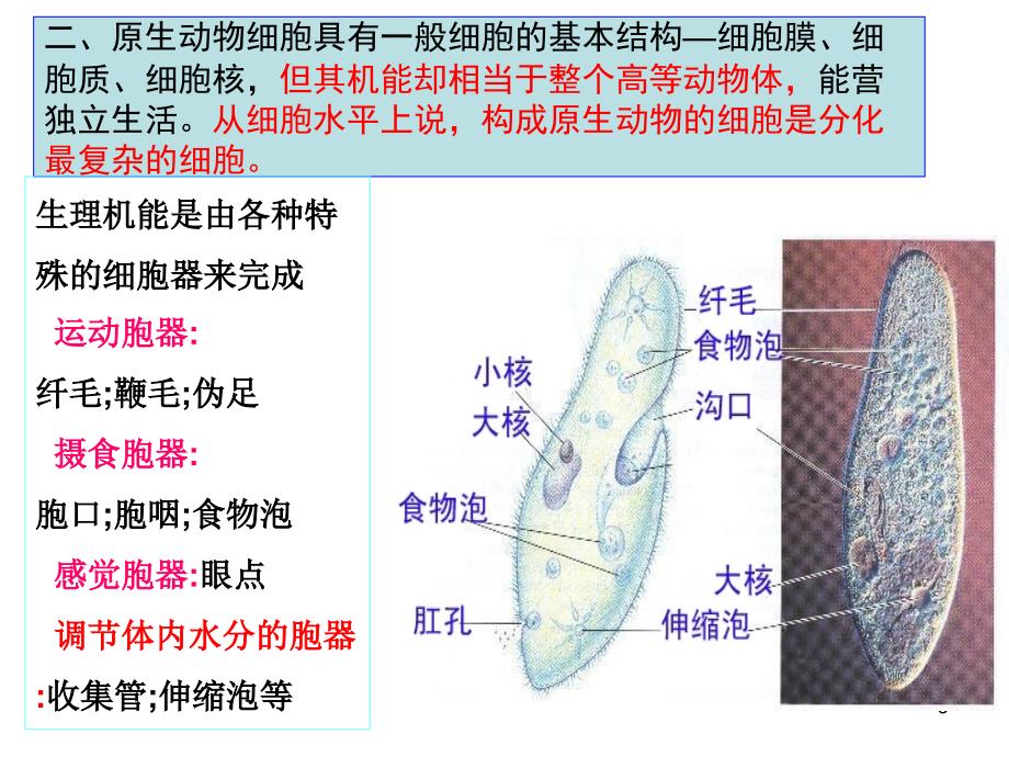 动物学21原生动物门鞭毛纲_第3页