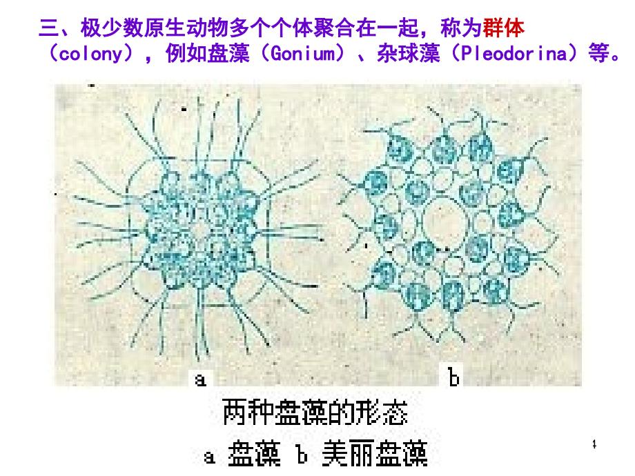 动物学21原生动物门鞭毛纲_第4页