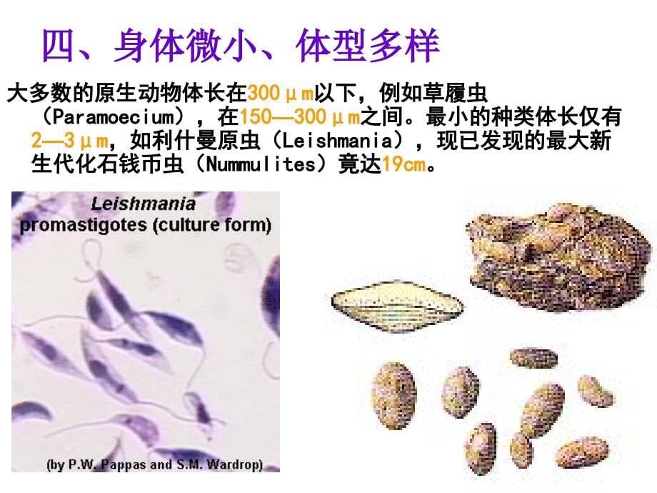 动物学21原生动物门鞭毛纲_第5页