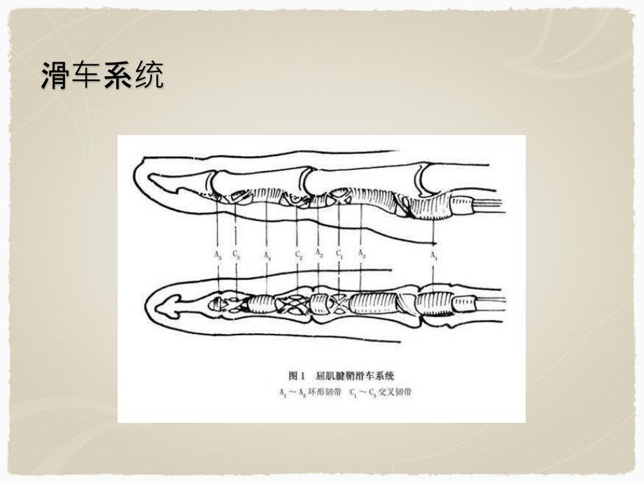 手部肌腱损伤的诊断与治疗课件_第4页