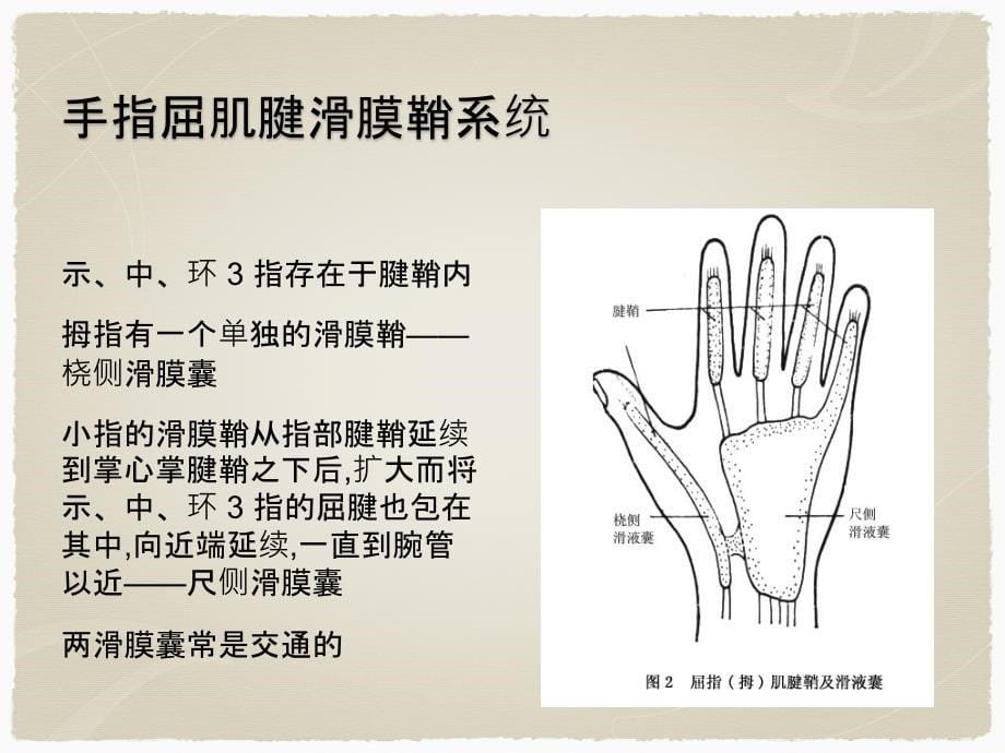 手部肌腱损伤的诊断与治疗课件_第5页