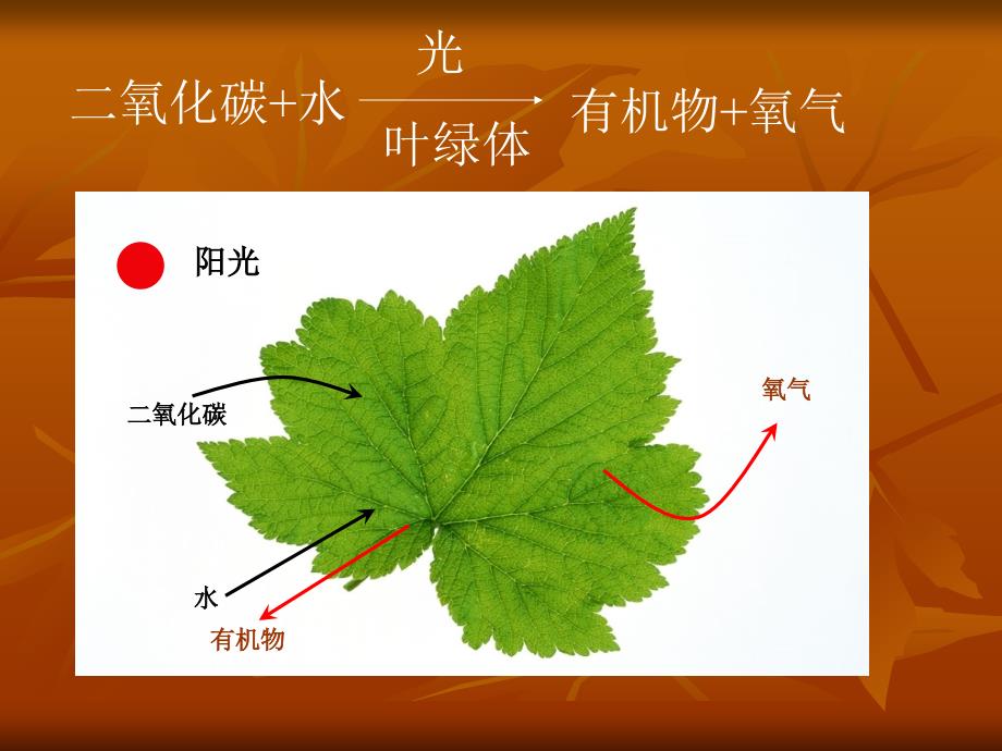 呼吸作用第一课时_第4页