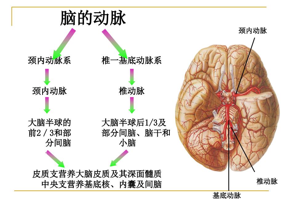 脑的血液供应PPT课件_第3页